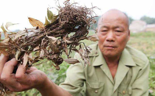 农村种什么最挣钱