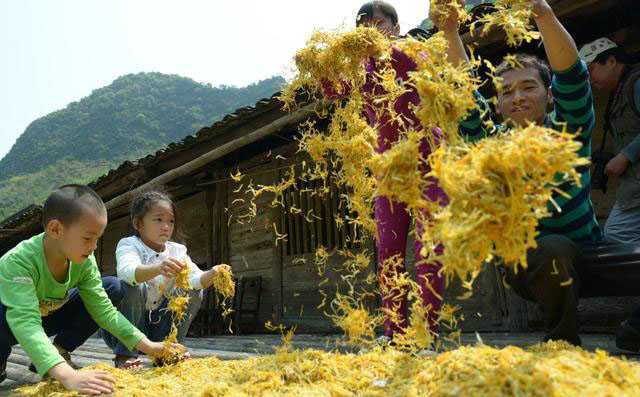 种植金银花