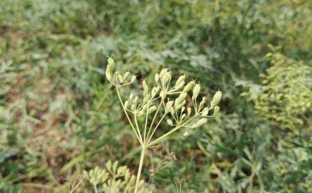 农村种防风药材赚钱