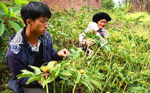 农村种植什么不愁销路