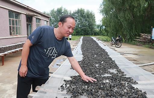 浙江小伙回村种植黑木耳年入40多万