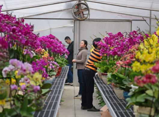 河北一大学生种植花卉，建造“最美后花园”年收入过百万