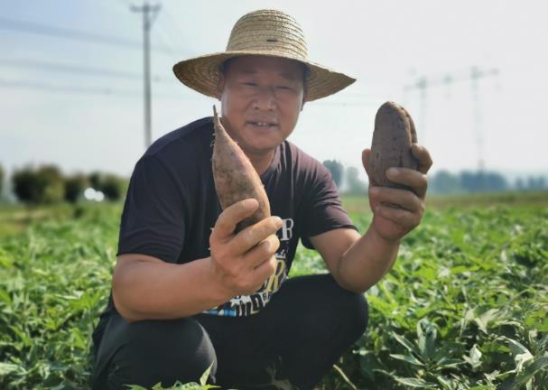 江苏一农民种植成功“徐紫薯8号”亩产值4000斤