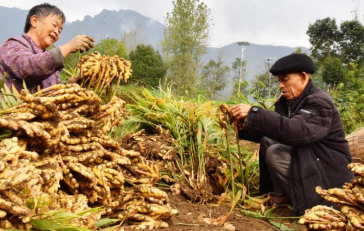 平度一农民用有机肥加草木灰的方法种植生姜，产量每亩两万多斤