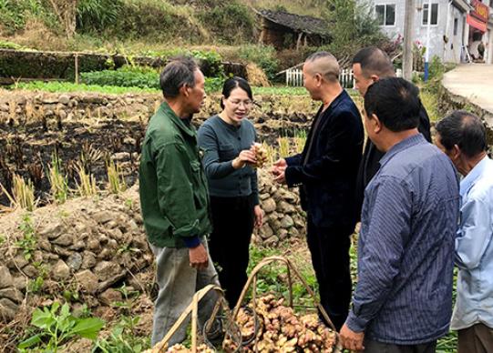 平度一农民用有机肥加草木灰的方法种植生姜，产量每亩两万多斤