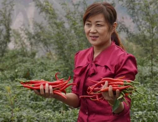 女大学生回村创业种植辣椒，成最美“辣妹子”