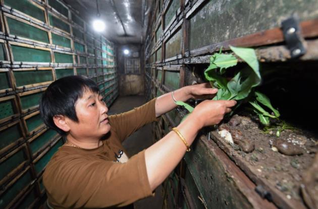 浙江一农妇养殖蜗牛一年收入三十多万